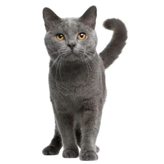 Счастливый питомец